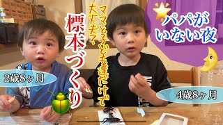 【パパ不在】標本作り