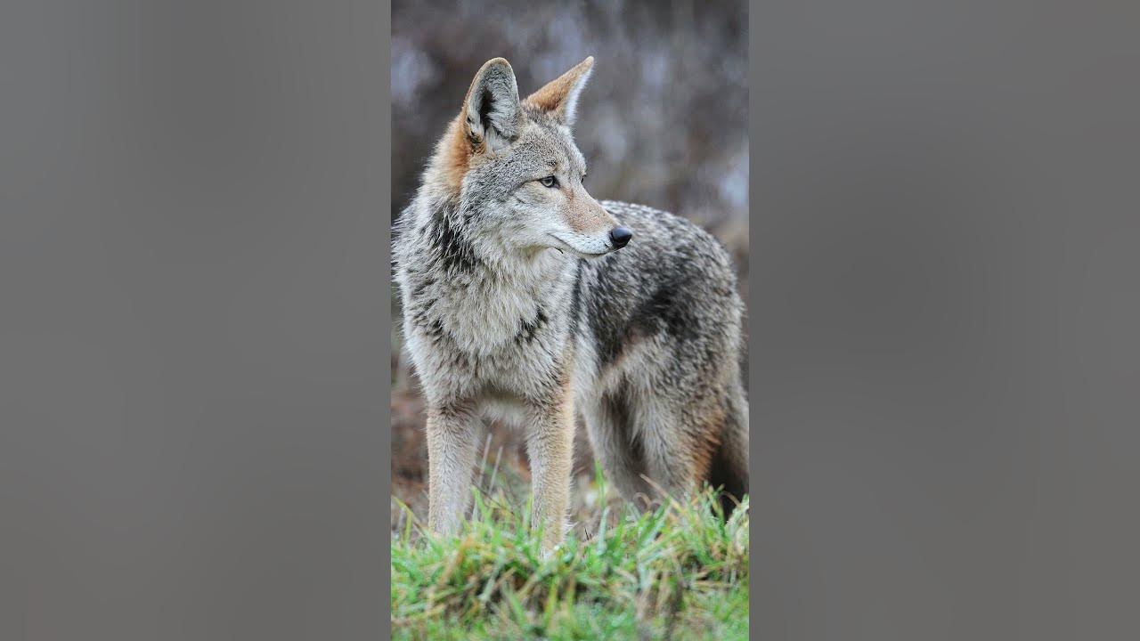 Arizona Coyotes Howler the Coyote Mascot Costume Wolf