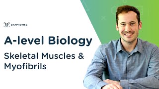 Skeletal Muscles & Myofibrils | A-level Biology | OCR, AQA, Edexcel