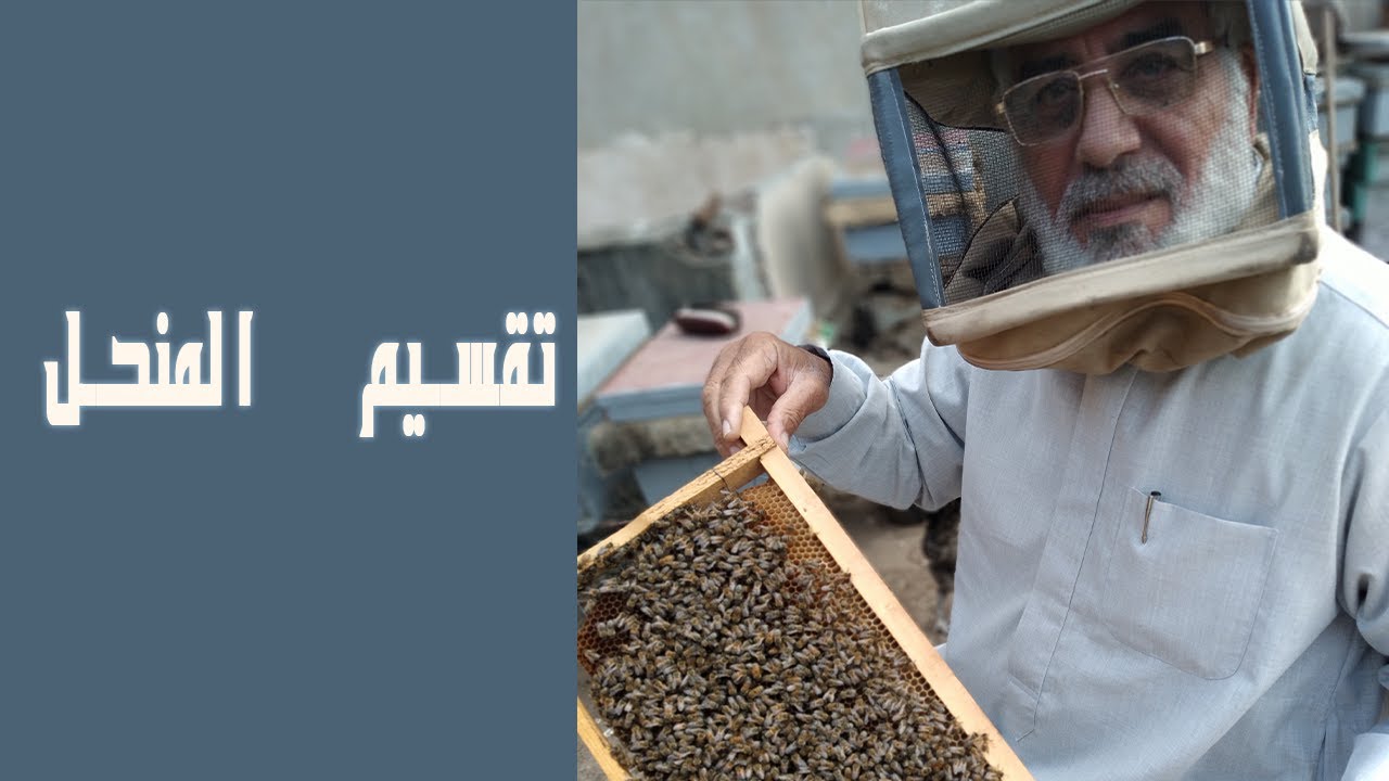 اول خطوة في عملية تقسيم المنحل وزيادة عدد الخلايا في اقل مدة زمنية ( حصريا ولاول مرة)