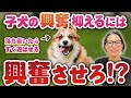 子犬の興奮を抑えたいなら、先に興奮させろ