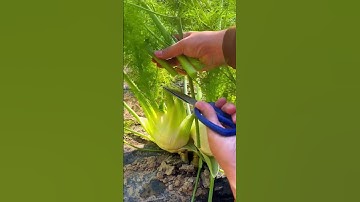 Easy way to cut unique plants using sharp scissors #shorts