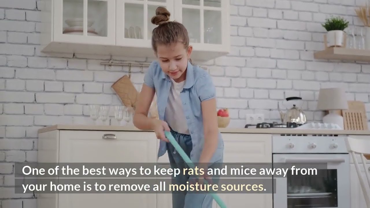Stop attracting rats and mice with these 6 easy tips. - Rodent Exterminator