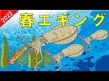 【春エギングのポイント】釣れる時期と場所とシャクリ方