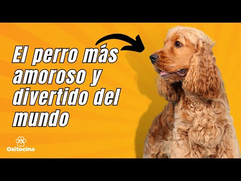 Video: Cómo Elegir Un Cachorro De Cocker Spaniel