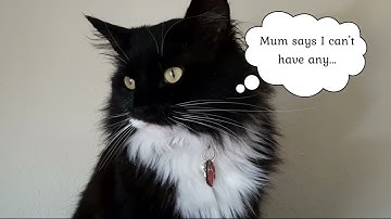 Teddy smells of catnip - Mr. Darcy, tuxedo cat