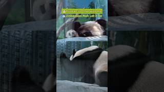 When a chatty panda full of things to say meets a chill, aloof one , this is what happens… #panda