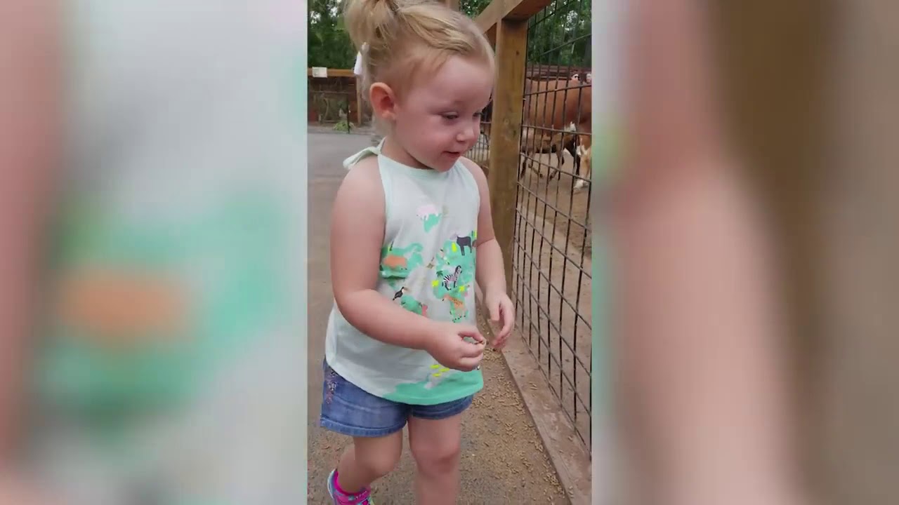 Cutest Kids At The Zoo Compilation 2019 Awx Virals Clips Youtube