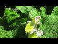 ハナカマキリが蝶を捕る　Flower mantis catching prey