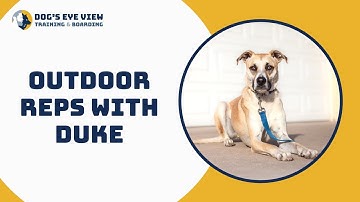 Teaching an insecure reactive dog - Reps with Duke - Dog