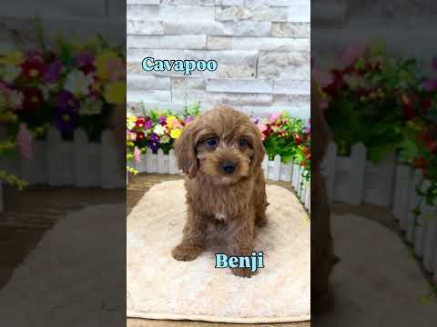 🏡 Full House of Puppies! Meet Our Adorable New Arrivals at Furrylicious 🐶✨