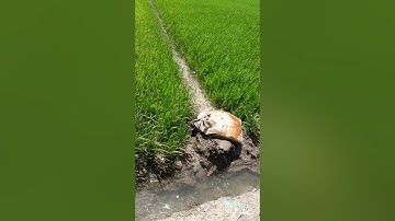 Cần bán 20 công ruộng mặt tiền đường bêtông 3m tại ấp kinh 9 xã kiên bình kiên lương tỉnh kiên giang