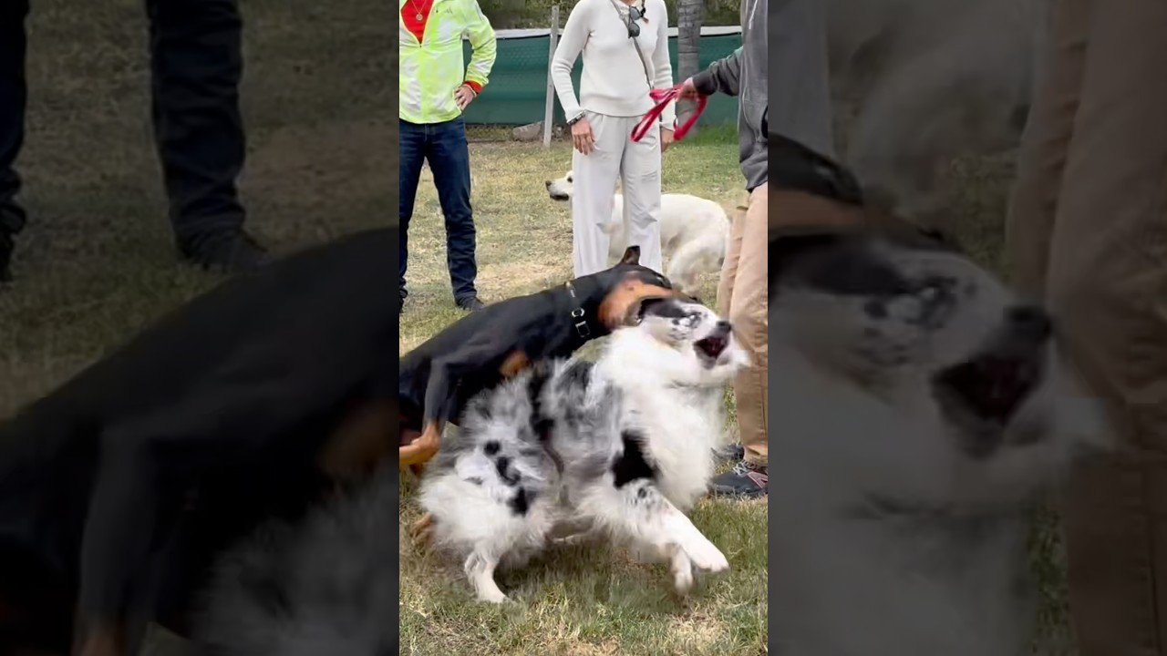 Nothing helps a dog more than a perfectly timed, perfectly placed correction from another dog.