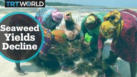 Zanzibar Seaweed Industry: Climate change threatens farmers