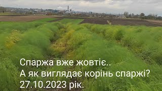 картинка: Спаржа вже жовтіє.А як виглядає корінь спаржі? Asparagus 27.10.2023