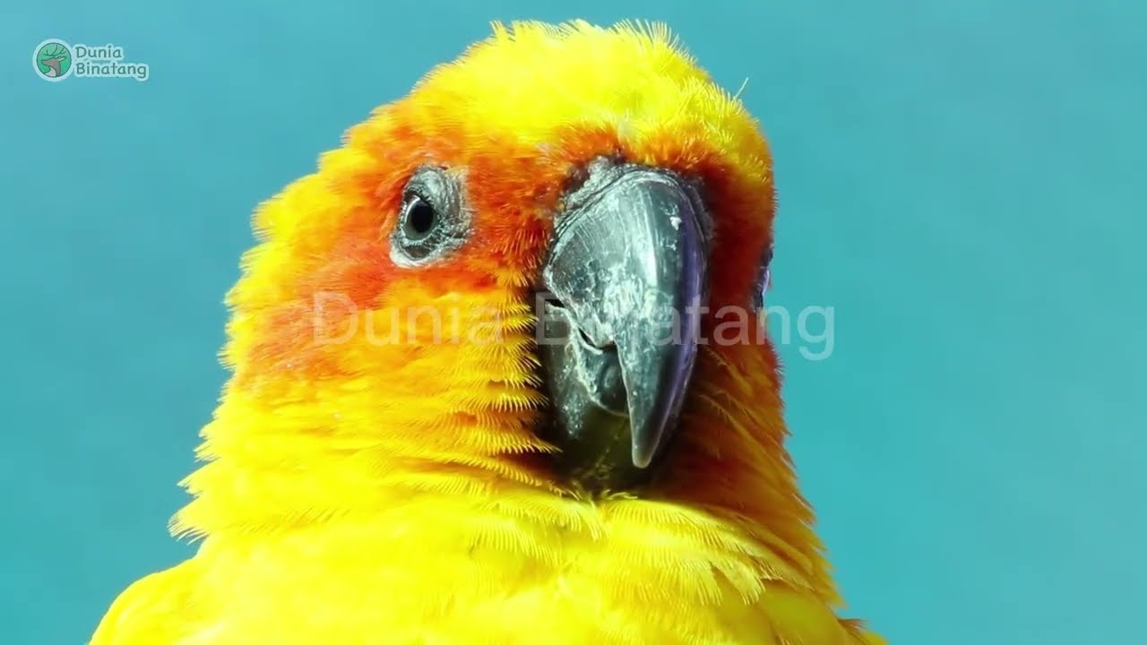 VARIETY OF ANIMAL SOUNDS: PARROTS, GEESE, DUCKS, CHICKENS, HORSES, COWS, GOATS.