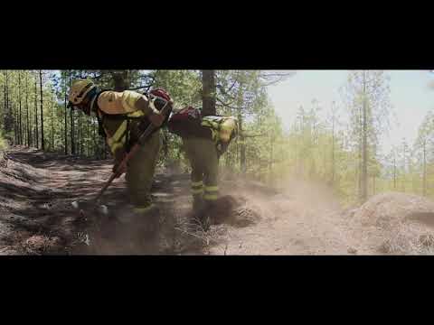 Video: ¿Qué es la línea forestal en una montaña?