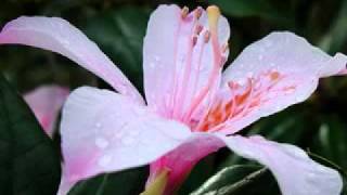 三拝伝♪ありがとう～