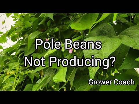 ვიდეო: ლობიოს მცენარეები არ ყვავილობენ - მიზეზები, რის გამოც ლობიო ვერ ყვავილობს