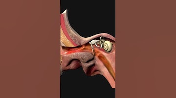 Ear Canal #ear #biology #medical #anatomy