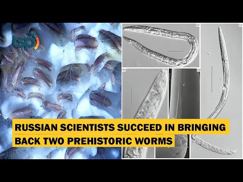 Video: Ilmuwan Mencairkan Cacing Yang Telah Membeku Di Es Selama 30 Ribu Tahun, Dan Mereka Hidup Kembali - Pandangan Alternatif