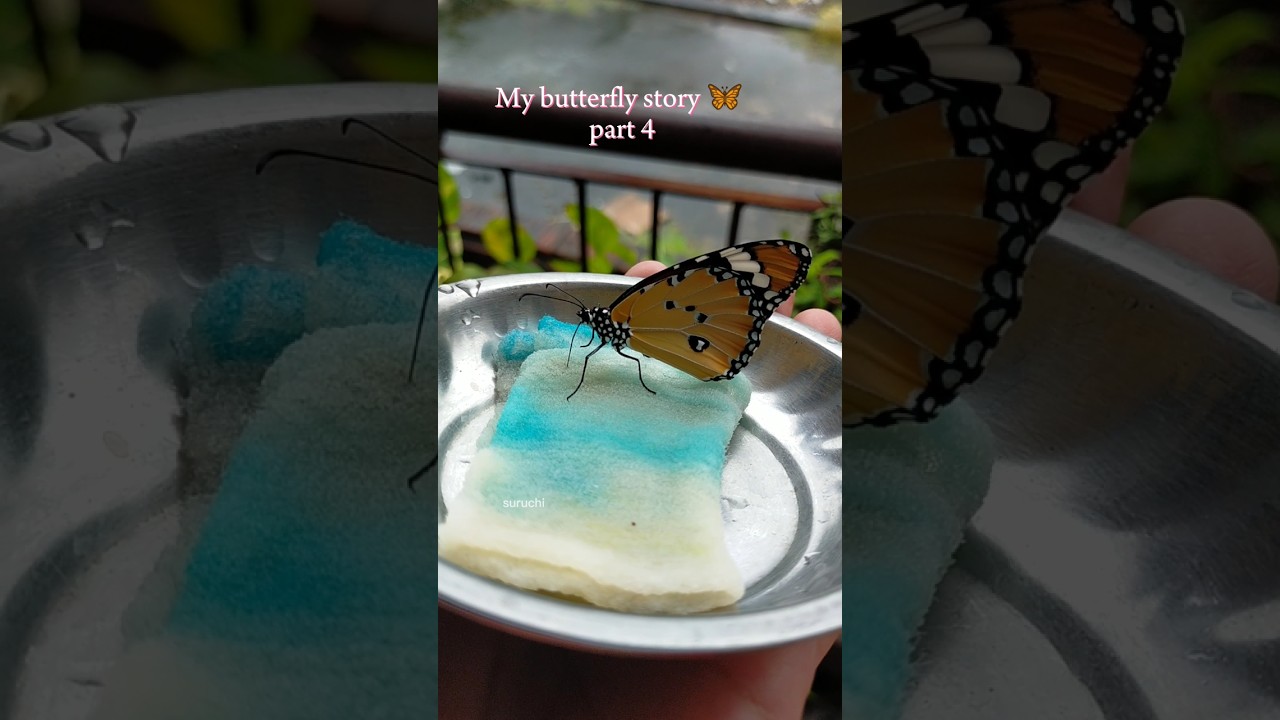 My Butterfly story 🦋 part 4 