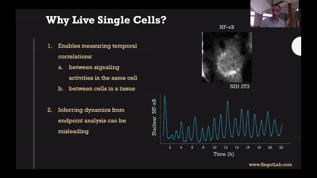 MAPK Activity Dynamics Regulate Non-Cell Autonomous Effects of Oncogene Expression