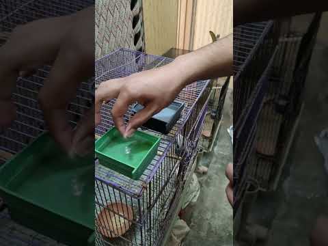 Multivitamins For Birds Birdsbreedingformula Lovebirdbreeding Multivitamin Youtubeshort