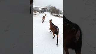 Мои козы// Зимняя прогулка 🌨️🐐🐐☃️