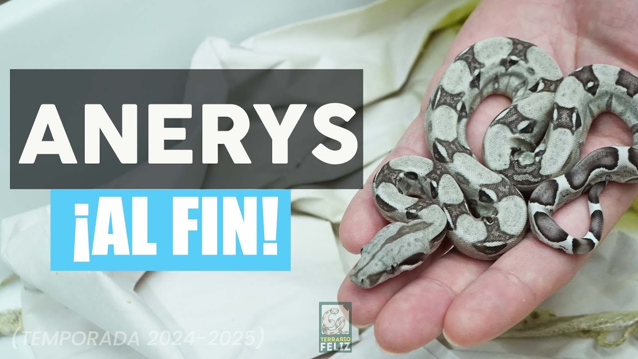 ¡LA SEGUNDA CAMADA DE BOAS DEL 2025! - El Terrario Feliz