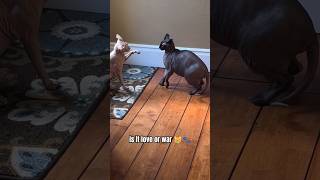 is it love or war or both 😸🐾 #catvideos #catlover #funnyvideos