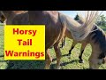 Texas Sunday Morning With Horses - Tail Swishing For Beginners - Help With Sensitive Horse Ears