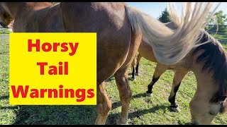 Texas Sunday Morning With Horses - Tail Swishing For Beginners - Help With Sensitive Horse Ears