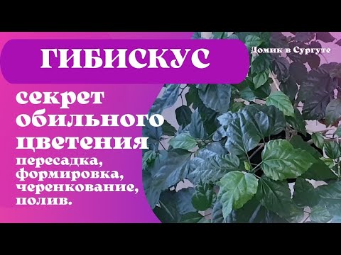 Как заставить ГИБИСКУС (Китайскую розу) цвести? Легко и Просто.