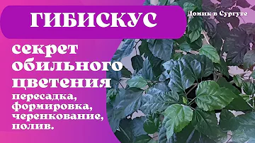 Как заставить ГИБИСКУС (Китайскую розу) цвести? Легко и Просто.