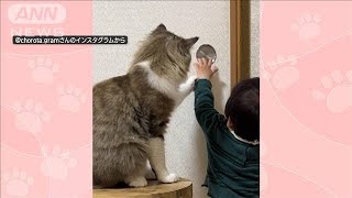 扉を開けさせないネコちゃん　赤ちゃんが扉に手を伸ばすも…「開けちゃダメ」(2023年9月2日)