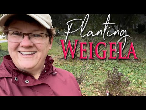 Planting Wine And Roses® Weigela -