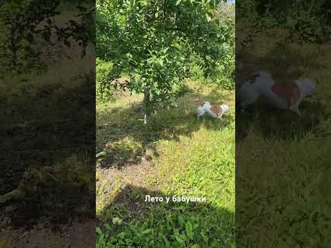 Вспомним лето в
