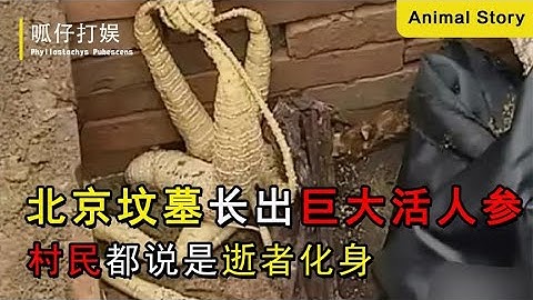 北京坟墓长出巨大活人参，村民都说是逝者化身，专家一看：赶紧扔 - 天天要闻