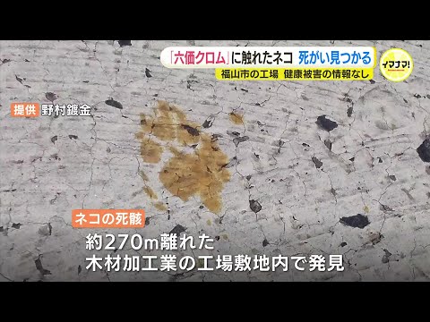 有害物質「六価クロム」槽に落ちた猫　死骸見つかる　逃げた工場から約270メートルの地点で　触れたら失明のおそれ「触らないで」と注意を呼びかけていた