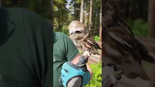Titos Backstory (Northern Saw-whet Owl)