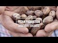 Bosque county pecan production