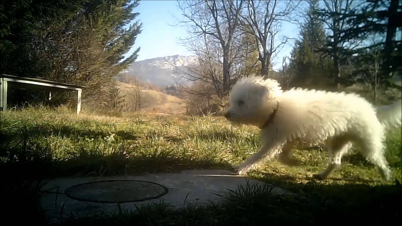 best of guguss, janvier 2016