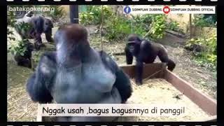 Monyet Bisa Bicara??? || 'TONTON VIDEO INI SAMPAI HABIS' |||'JANGAN DI SKIP SKIP...