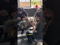 Колли на груминге. Результат в конце видео🔥🔥 #колли #fyp #dog #рек #viral #собака #pet #животные