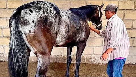 ¿Con qué frecuencia debe bañar a su caballo?