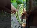 Papaya Grafting Fruit Grafting Satisfying Papaya Shorts 