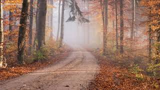 Relaxing Music - Deep Sleep Music for Relaxation, Sleeping Music, Meditation Music for Stress Relief
