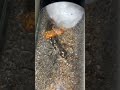 Queen Ant ATTACKS Cockroach