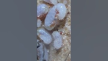 Thumbnail of Queen Ant ATTACKS Cockroach